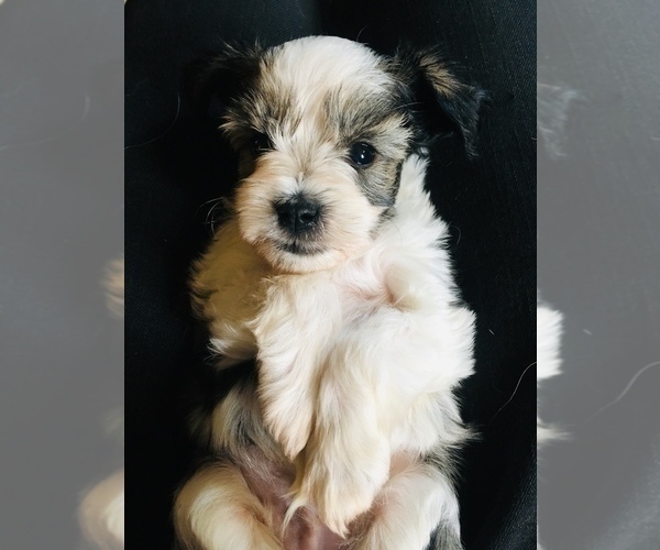 Medium Photo #4 Schnauzer (Miniature) Puppy For Sale in FORT COLLINS, CO, USA