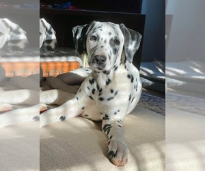 Dalmatian Puppy for sale in HUNTINGTON, AR, USA
