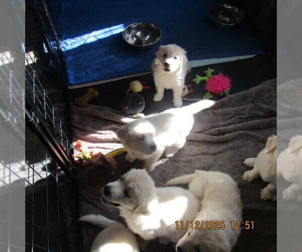 Medium Photo #6 English Cream Golden Retriever Puppy For Sale in NORTHWOOD, OH, USA