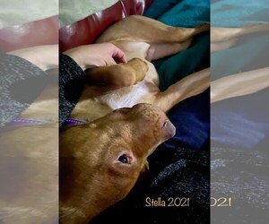 Stella - Female American Pit Bull Terrier-Unknown Mix Dog for Adoption - Photo #7