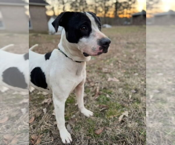 Medium Photo #3 Lab-Pointer Puppy For Sale in Conway, AR, USA