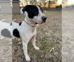 Small #2 Lab-Pointer