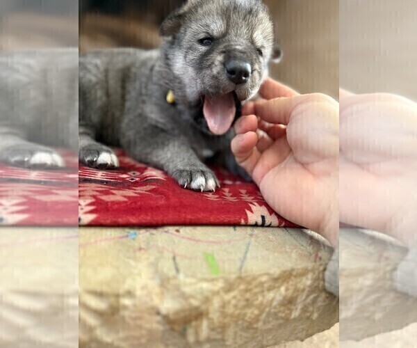 Medium Photo #5 German Shepherd Dog-Wolf Hybrid Mix Puppy For Sale in HAMILTON, TX, USA