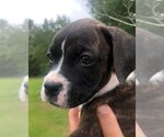 Small Photo #12 Boxer Puppy For Sale in CHESTERFIELD, SC, USA