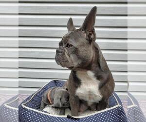 Mother of the French Bulldog puppies born on 07/04/2022