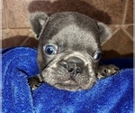 Small Photo #8 French Bulldog Puppy For Sale in BUCKS BAR, CA, USA
