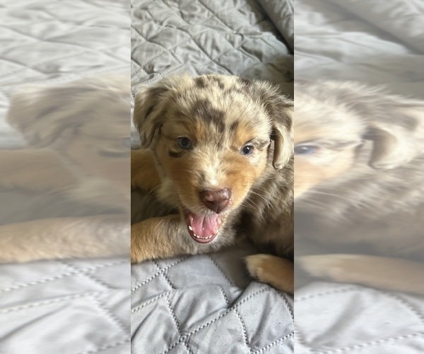 Medium Photo #15 Australian Shepherd Puppy For Sale in TORRANCE, CA, USA
