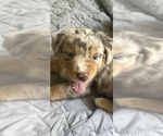 Small Photo #15 Australian Shepherd Puppy For Sale in TORRANCE, CA, USA