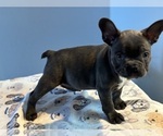 Small Photo #5 French Bulldog Puppy For Sale in RIALTO, CA, USA