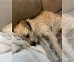 Small #3 Border Terrier Mix