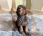 Small #6 Labradoodle