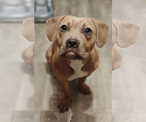 Medium Photo #5 Labrador Retriever-Unknown Mix Puppy For Sale in Alexander, AR, USA