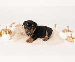 Small Photo #4 Bulldog Puppy For Sale in MURRIETA, CA, USA