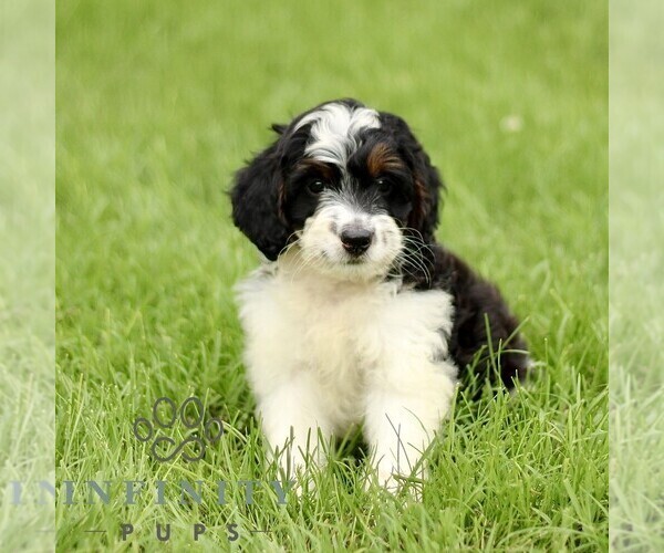 Medium Photo #4 Bernedoodle (Miniature) Puppy For Sale in NEW HOLLAND, PA, USA