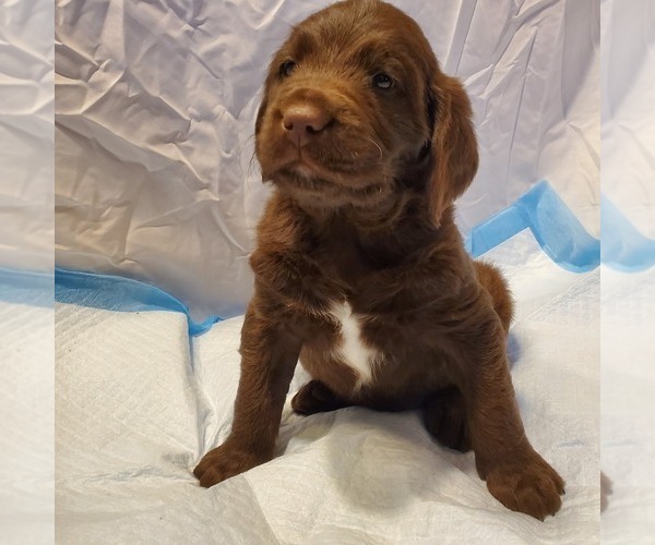 Medium Photo #2 Labradoodle Puppy For Sale in EL PASO, TX, USA