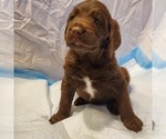 Small Photo #2 Labradoodle Puppy For Sale in EL PASO, TX, USA