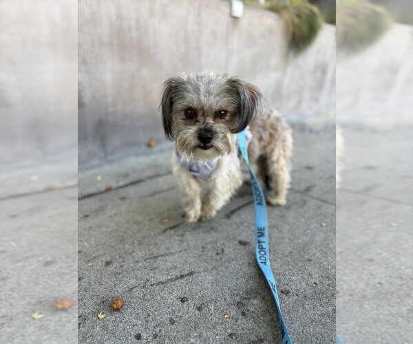 Medium Photo #5 Mutt Puppy For Sale in Studio City, CA, USA