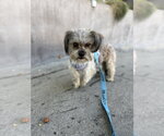 Small #4 Mutt