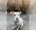 Small Photo #1 American Pit Bull Terrier Puppy For Sale in Alexandria, VA, USA