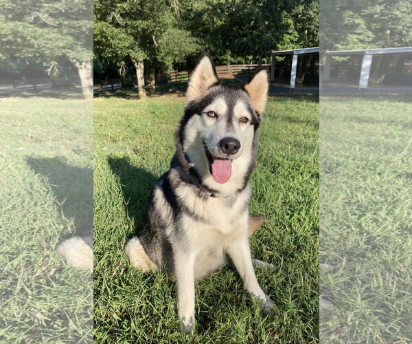 Medium Photo #1 Siberian Husky Puppy For Sale in Cumming, GA, USA