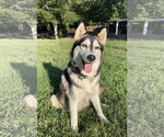 Luna - Female Siberian Husky Dog for Adoption - Small photo