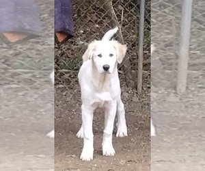 German Shepherd Dog-Great Pyrenees Mix Puppy for sale in JONESBORO, GA, USA