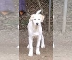 Small German Shepherd Dog-Great Pyrenees Mix