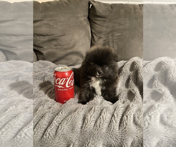 Medium Photo #8 Pomeranian Puppy For Sale in BAKERSFIELD, CA, USA