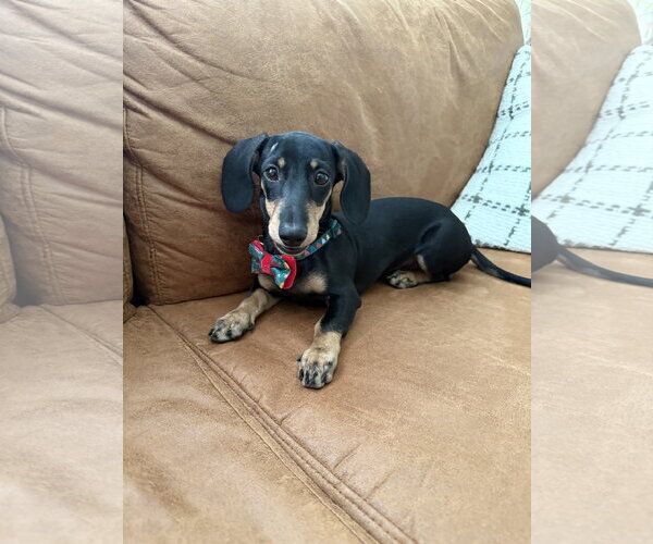 Medium Photo #2 Dachshund Puppy For Sale in St. Louis Park, MN, USA