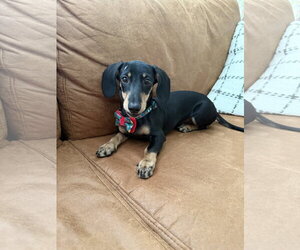 Lowry - Male Dachshund Dog for Adoption - Photo #2