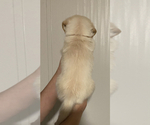 Small Photo #3 Golden Retriever Puppy For Sale in ORLANDO, FL, USA