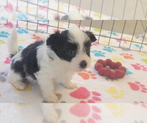 Medium Photo #8 Papitese Puppy For Sale in ORO VALLEY, AZ, USA