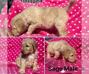 Goldendoodle Puppy for sale in OLIN, NC, USA