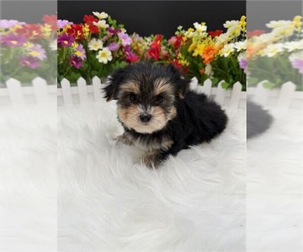 Medium Photo #10 Morkie Puppy For Sale in THONOTOSASSA, FL, USA