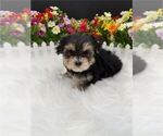 Small Photo #10 Morkie Puppy For Sale in THONOTOSASSA, FL, USA