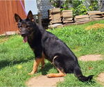 Small #3 German Shepherd Dog Mix