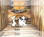 Puppy Athena  SOLD Shih Tzu