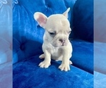 Small Photo #49 French Bulldog Puppy For Sale in TUCSON, AZ, USA