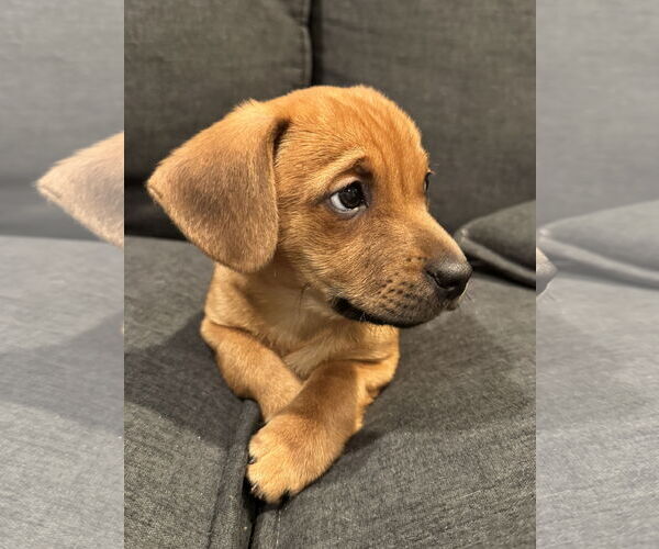 Medium Photo #1 Dachshund-Unknown Mix Puppy For Sale in Plainfield, IL, USA