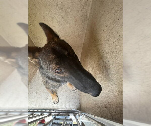 Medium Photo #1 German Shepherd Dog Puppy For Sale in Oklahoma City, OK, USA