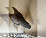 Small German Shepherd Dog