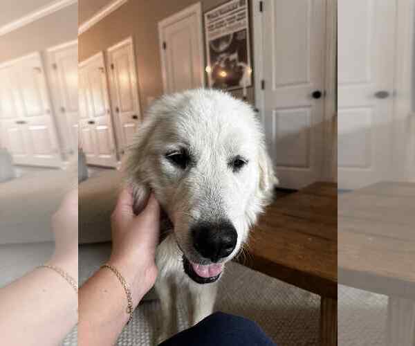 Medium Photo #4 Great Pyrenees Puppy For Sale in Croydon, NH, USA