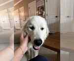 Small #3 Great Pyrenees