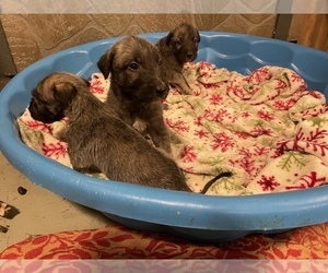 Irish Wolfhound Puppy for sale in BOUCKVILLE, NY, USA