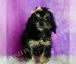 Small #3 Poodle (Miniature)
