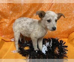 Australian Cattle Dog Dogs for adoption in Modesto, CA, USA