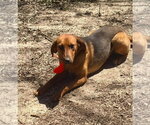 Small Coonhound Mix