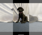 Small Photo #11 Great Dane Puppy For Sale in FONTANA, CA, USA