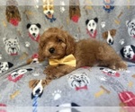 Small #2 Cavapoo