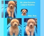 Puppy Buck Golden Retriever